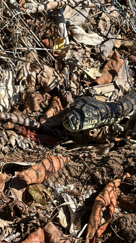 Coastal Carpet Python sighting