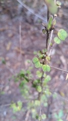 Coprosma spathulata