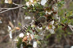 Castiarina decemmaculata