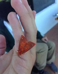 Lepidoptera