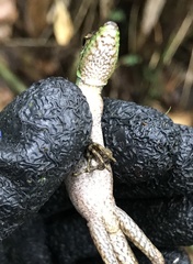 Anolis ventrimaculatus