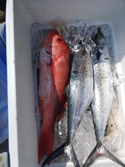 Scomberomorus sierra