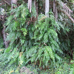 Stenochlaena palustris