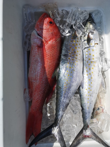 Pacific red snapper (Lutjanus peru) — Lutjanidae