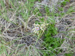 Primula incana