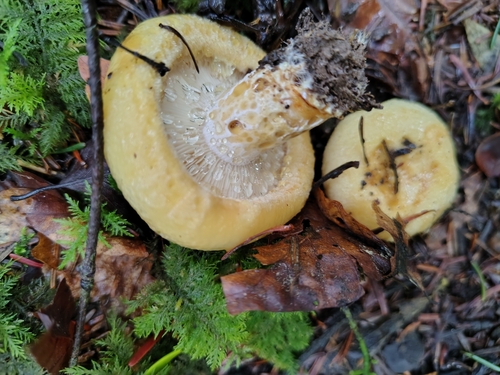 Lactarius intermedius — (c) vuikaan, some rights reserved (CC BY)