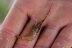 Paratya curvirostris