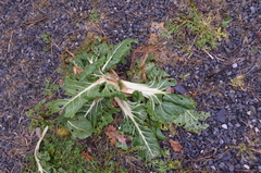 Beta vulgaris cicla