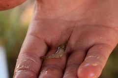 Paratya curvirostris