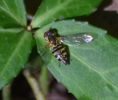 Unknown species found near Montgomery County, OH, USA