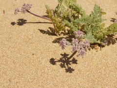 Daucus pumilus