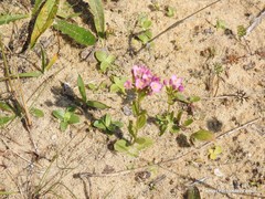 Centaurium portense