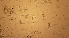 Arthrospira platensis