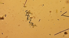 Arthrospira platensis