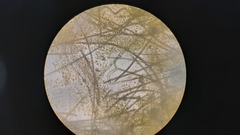 Arthrospira platensis