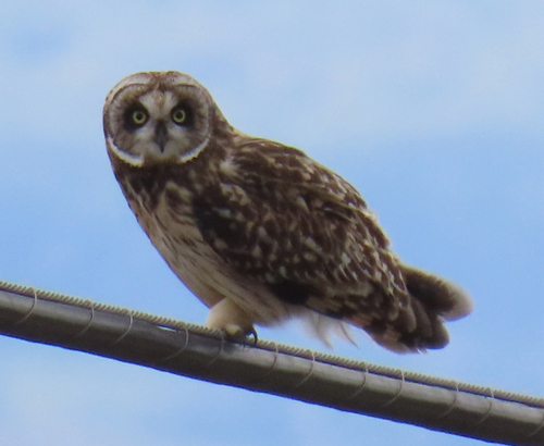 Asio flammeus observed 2025-10-06