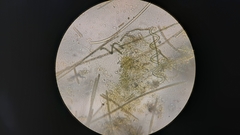 Arthrospira platensis