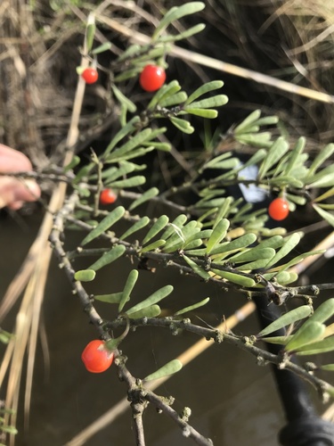 Lycium carolinianum