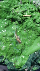 Arthrospira platensis