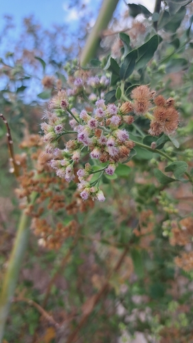 Pluchea dioscoridis, photograph 5