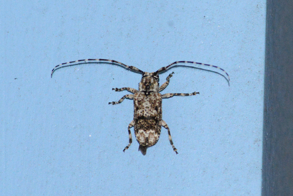 Mutatocoptops alboapicalis