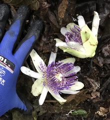 Passiflora popenovii