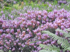 Erica vagans