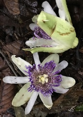 Passiflora popenovii