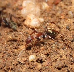 Camponotus vestitus
