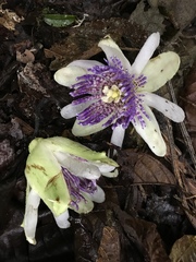 Passiflora popenovii