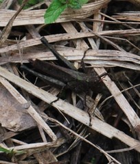 Maculiparia rotundata