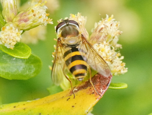 Unknown species found near South OCO, OR, USA