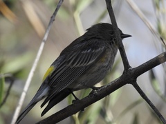 Setophaga coronata