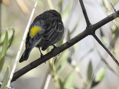 Setophaga coronata