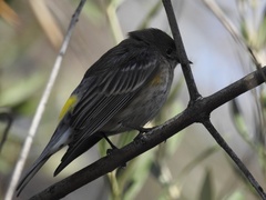 Setophaga coronata