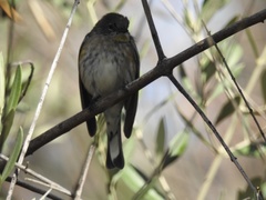 Setophaga coronata