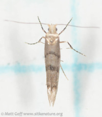 Argyresthia