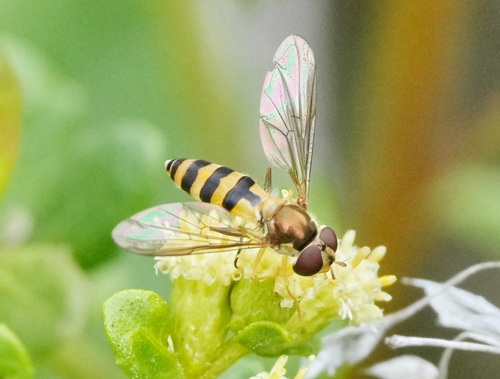 Unknown species found near South OCO, OR, USA