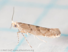 Argyresthia