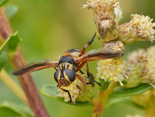 Unknown species found near South OCO, OR, USA