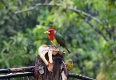 Eubucco bourcierii aequatorialis