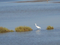 Egretta garzetta