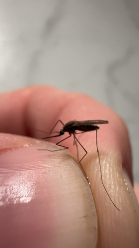 Unknown species found near Hallsville