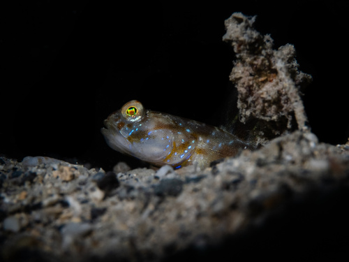 Psilogobius mainlandi observed 2025-10-09