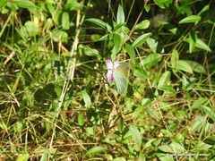 Dianthus gallicus