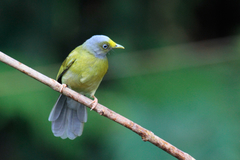 Brachypodius priocephalus