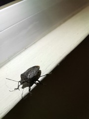 Pentatomini