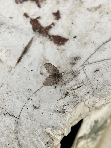 Unknown species found near Woods-Smith Rd, Knoxville, TN, US