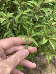 Maytenus acuminata