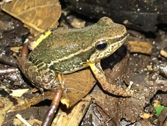 Leucostethus fraterdanieli